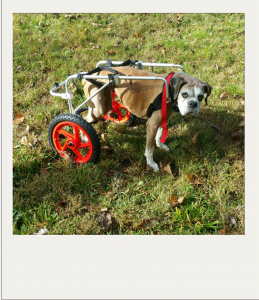 Stubby in her dog wheelchair