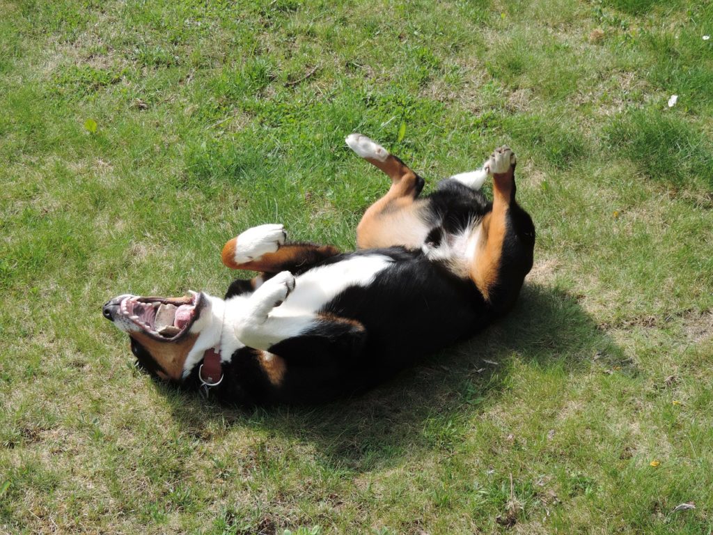 dog rolling on ground