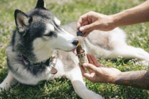 CBD oil for a pet dog