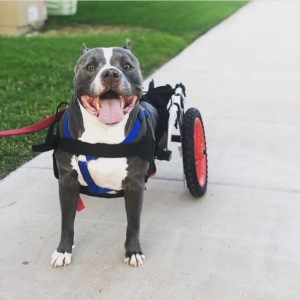 isabled Pets Need Extra Care